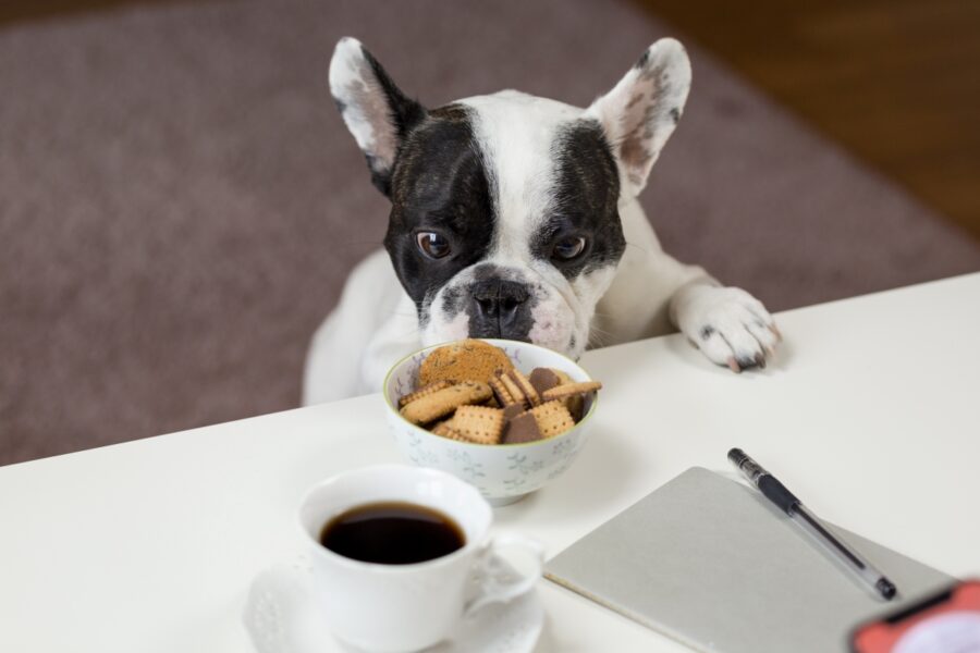 cucciolo boston terrier