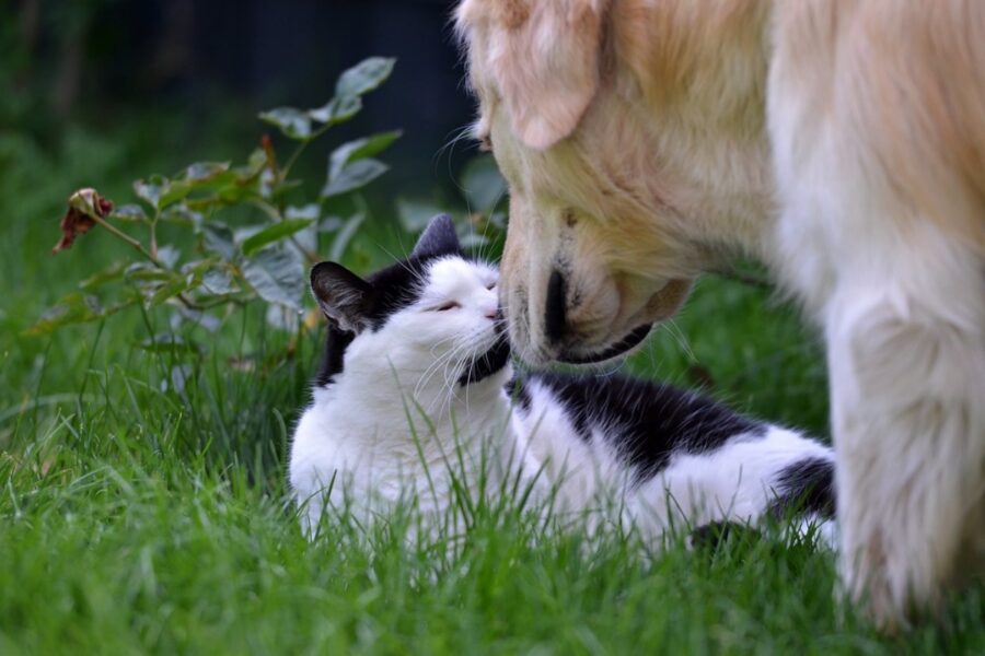 cane assieme micio