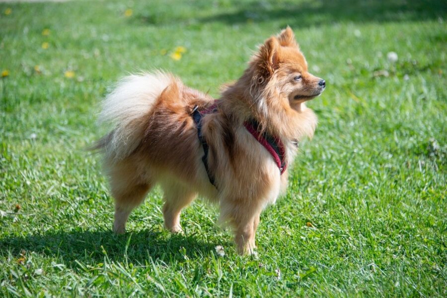 pomerania cane adorabile