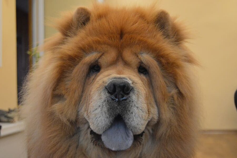 chow chow cane