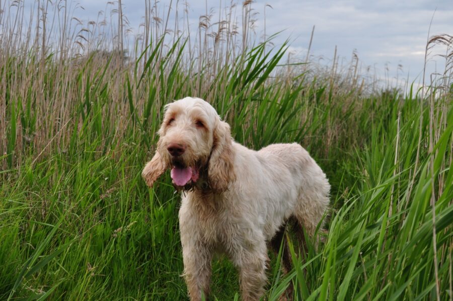 spinone italia dolce