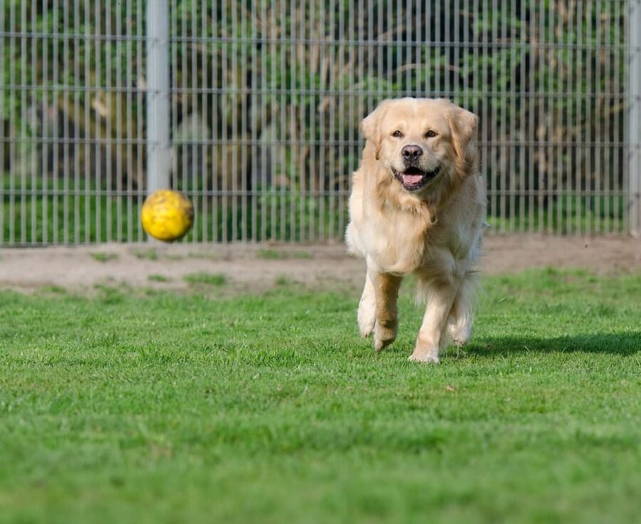 golden retriever palla