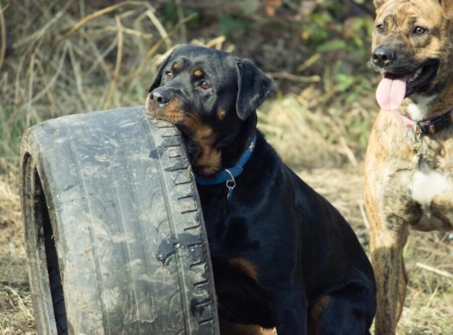 peloso rottweiler gomma