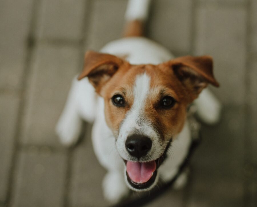 cucciolo jack russell