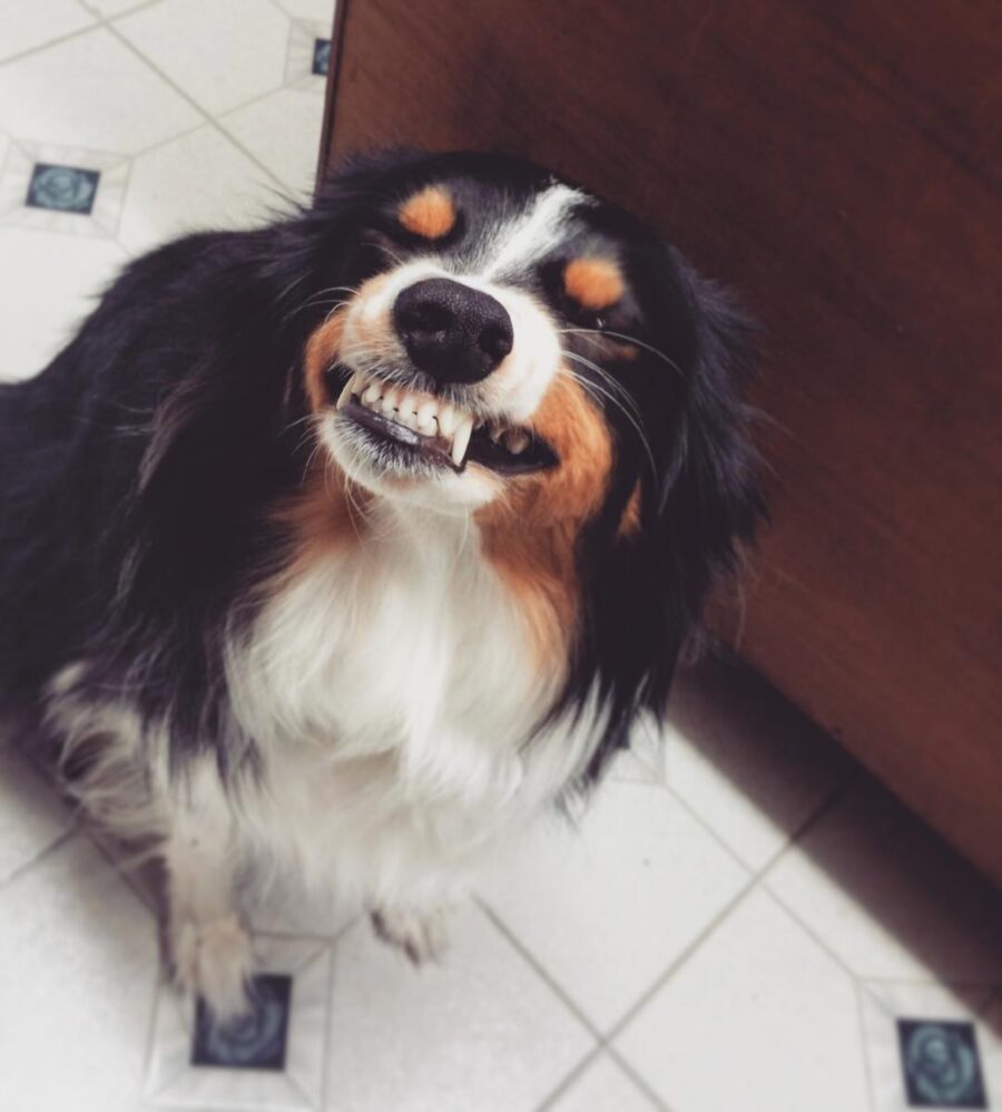 cane sorriso smagliante
