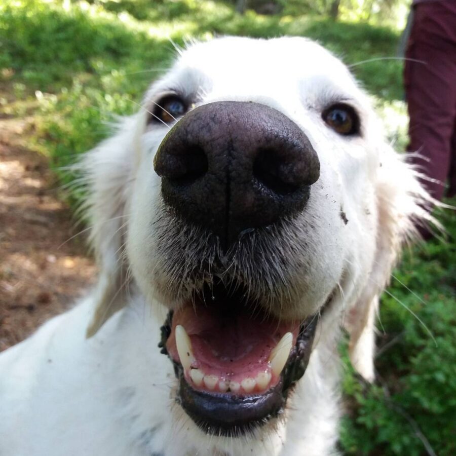 cane bianco gioco