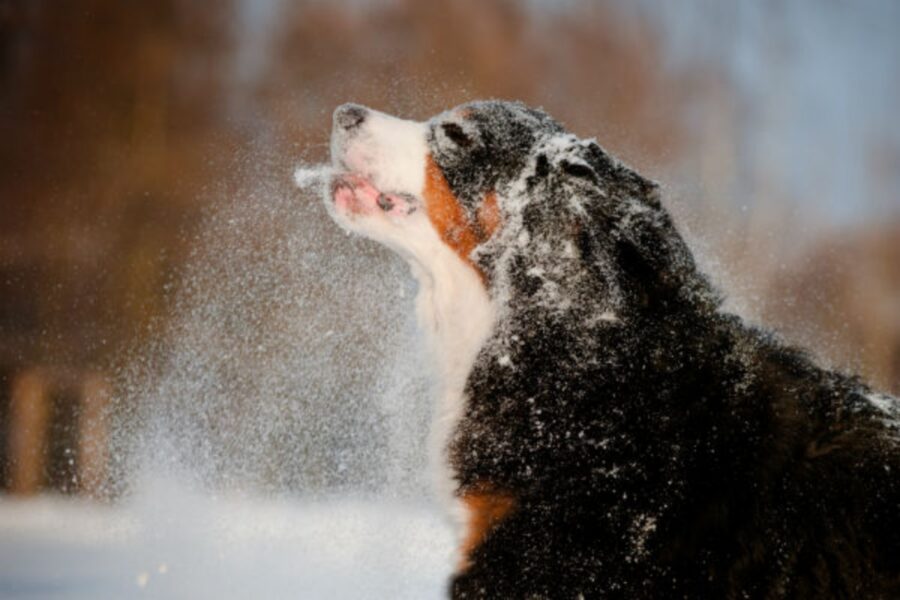 cane bovaro bernese