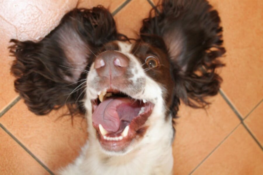 sorridente cane stupendo