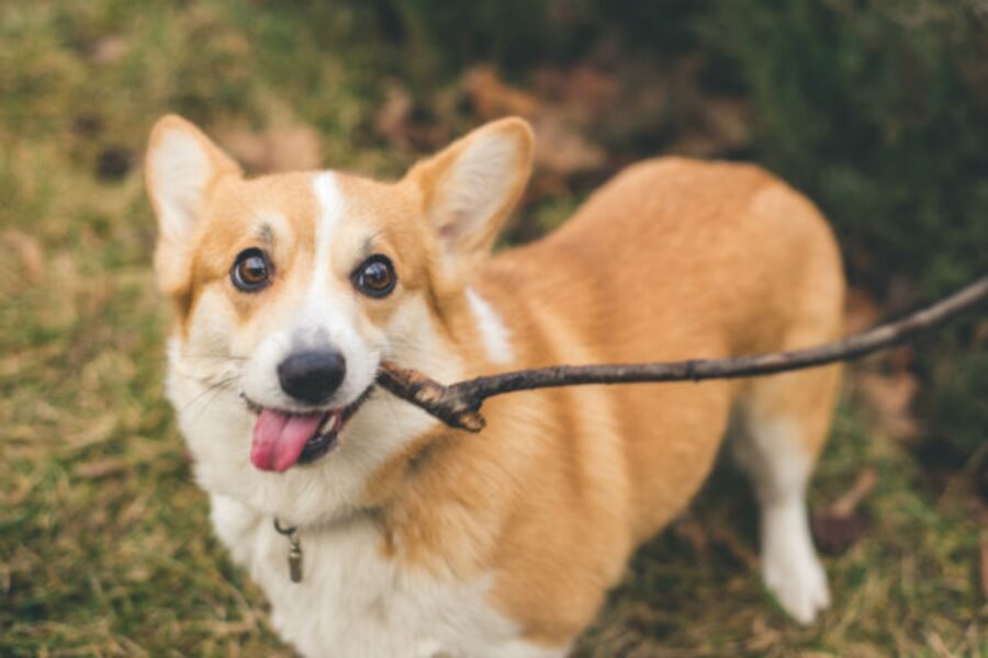 corgi cucciolo legno