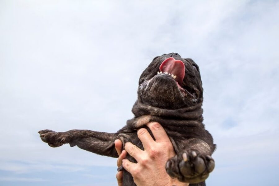 bulldog francese gioia