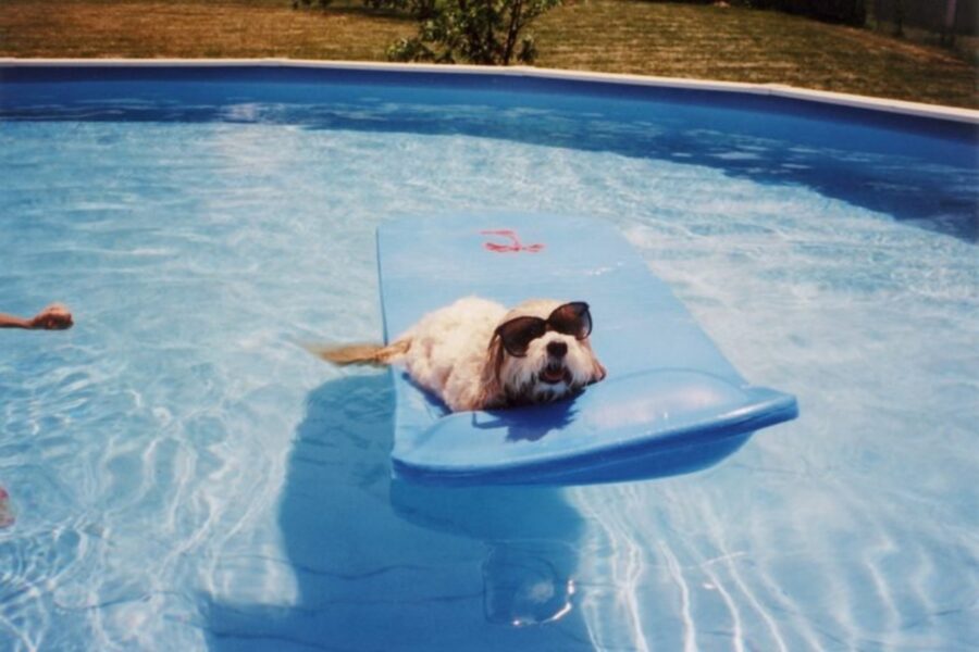 cucciolo in piscina