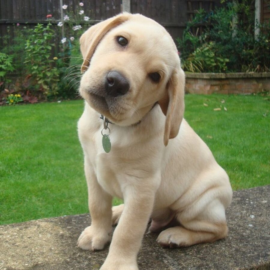 cane golden retrievere