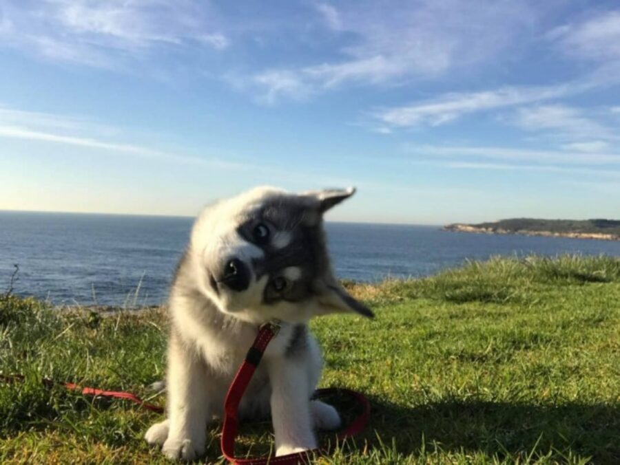 cucciolo husky mare