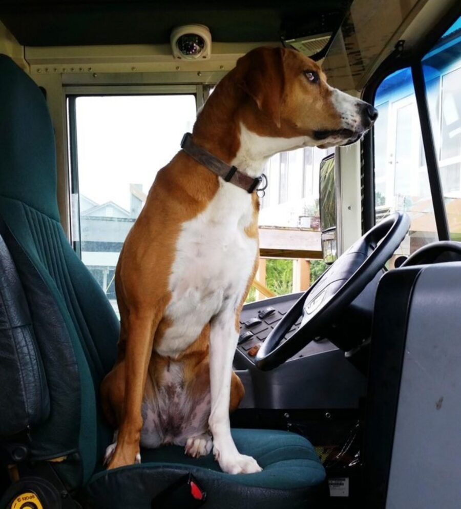 cane in autobus