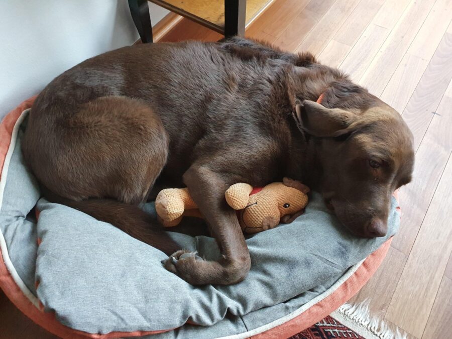 cucciolo dorme orsetto