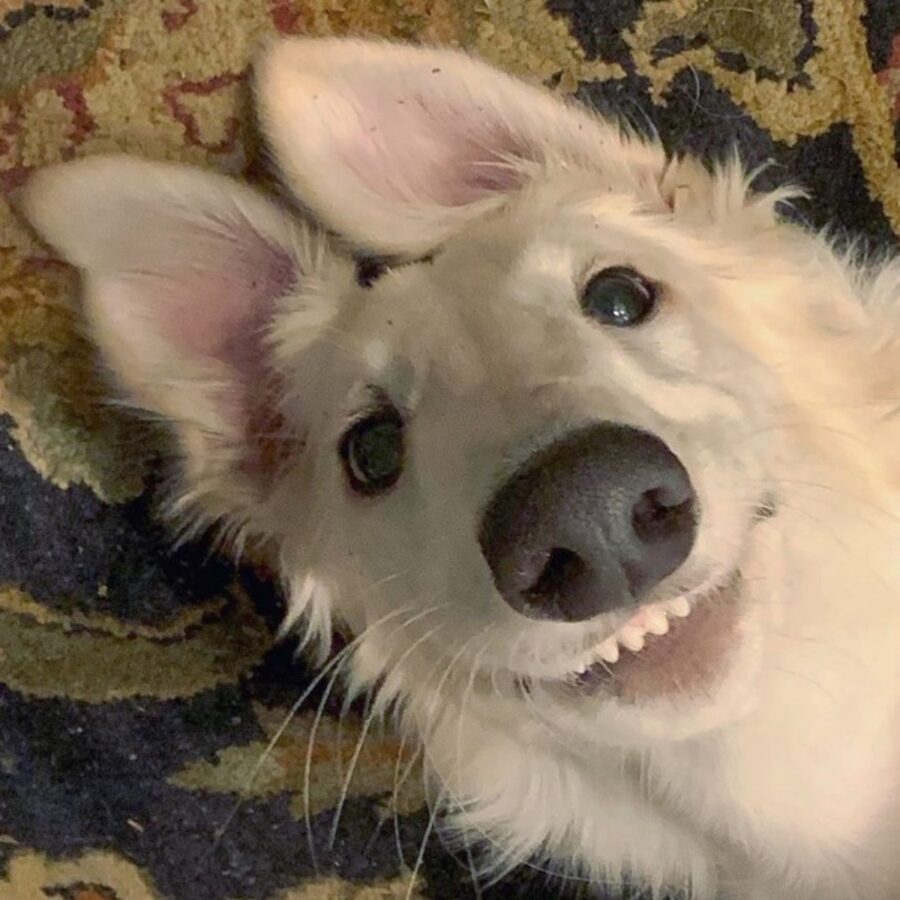 cane adorabile sorriso