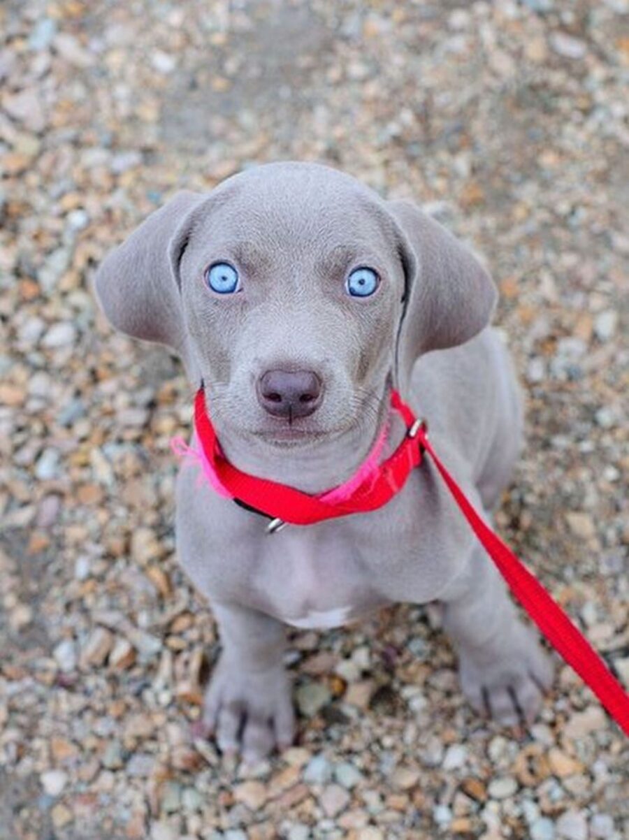 cane occhi azzurri