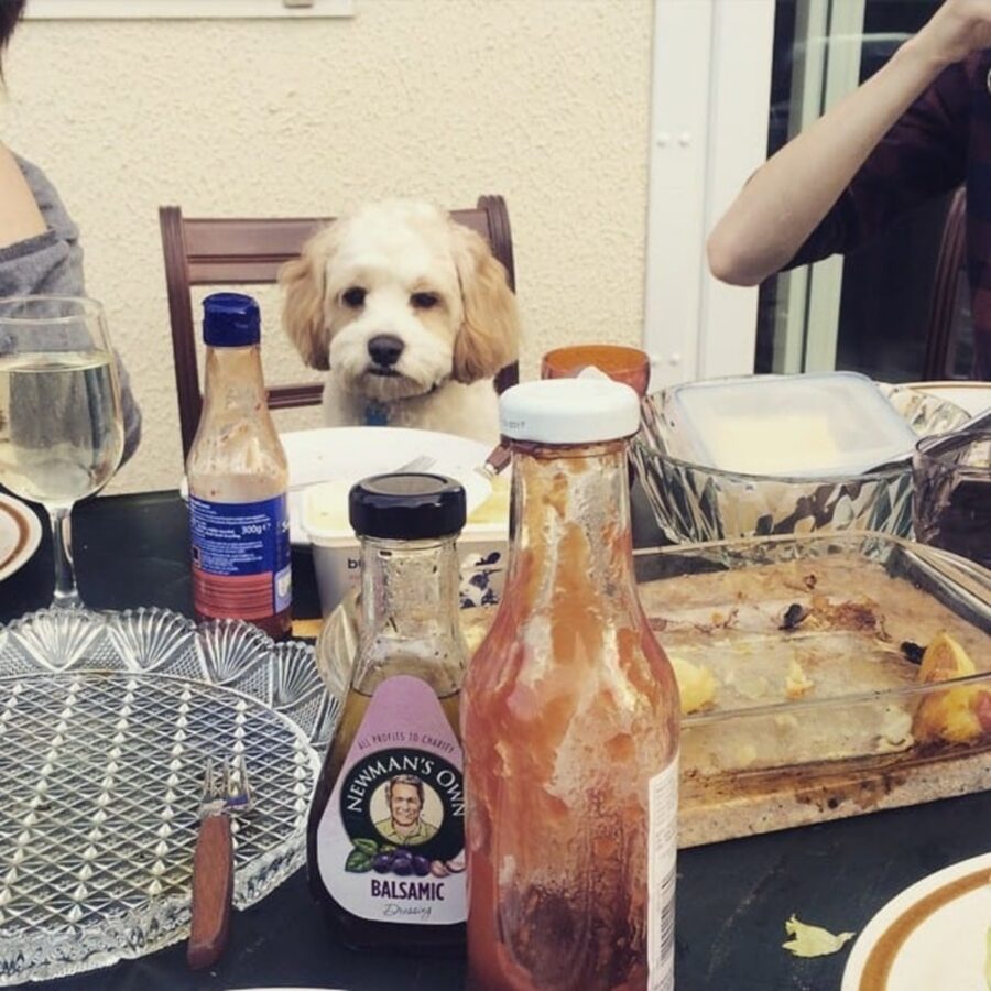 cane guarda tavola