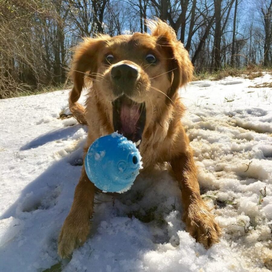 cucciolo gioca pallina