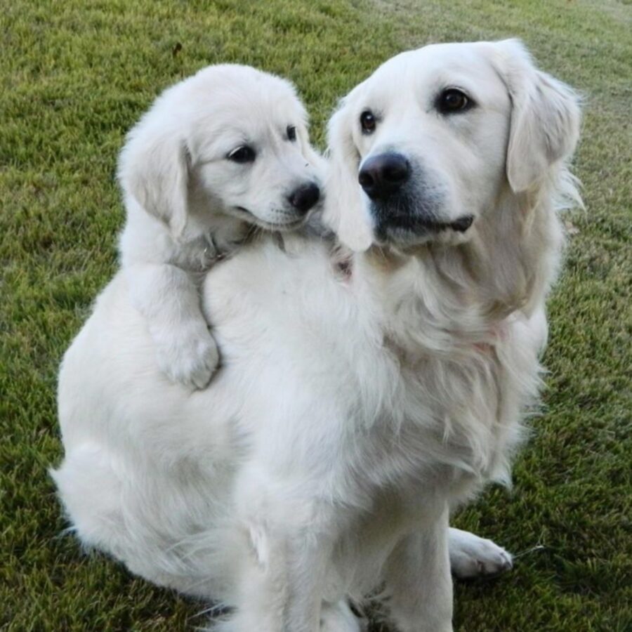 pelosi labrador famiglia