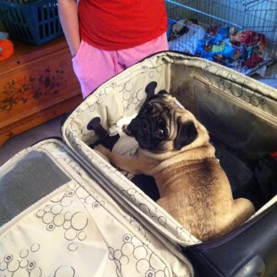 cane in valigia