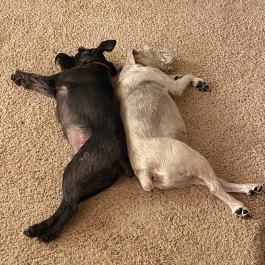cani dormono assieme