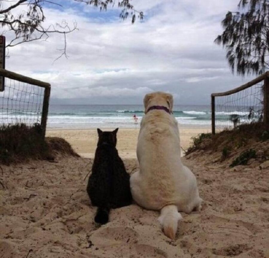 spiaggia migliori amici