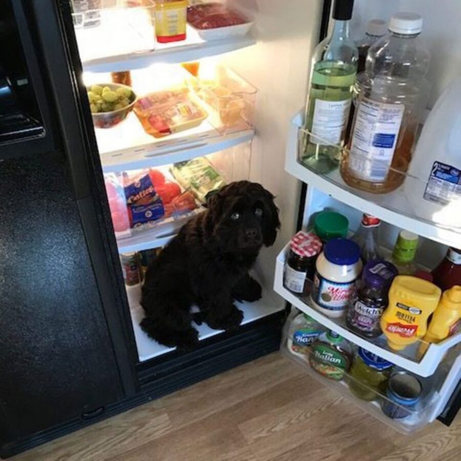 cucciolo frigo aperto