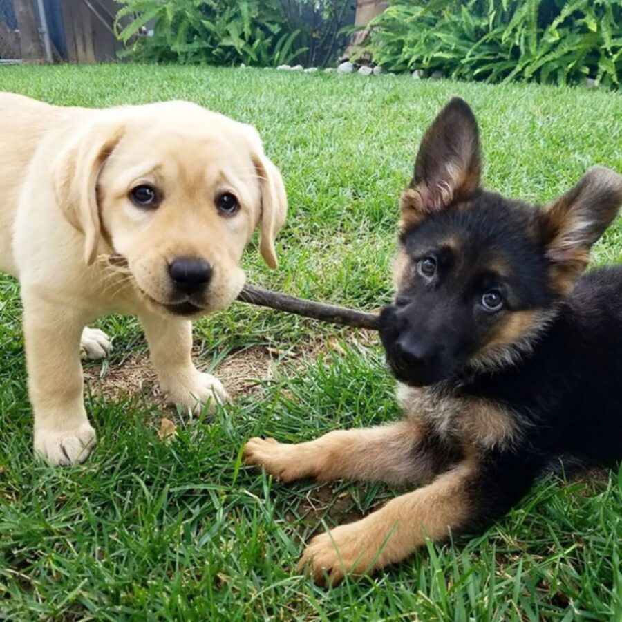 cane golden retriever