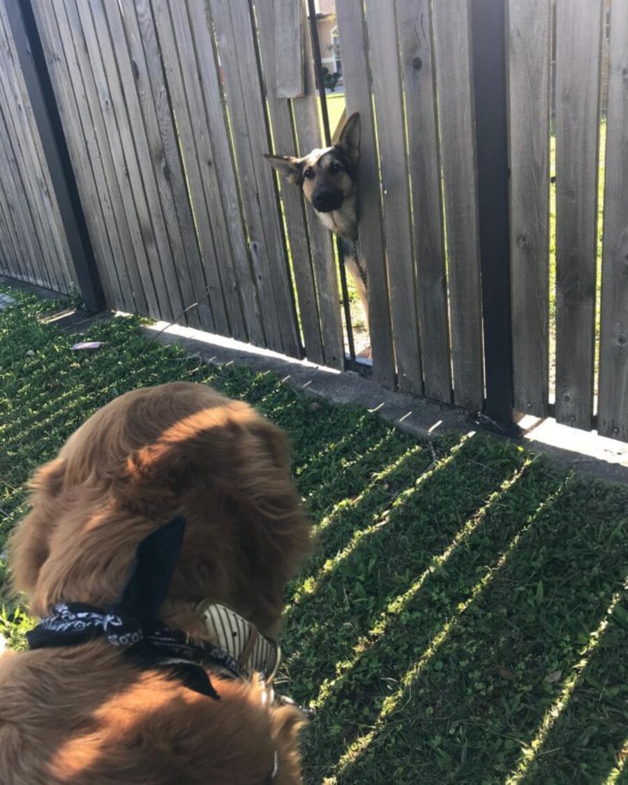 cane affaccia guarda