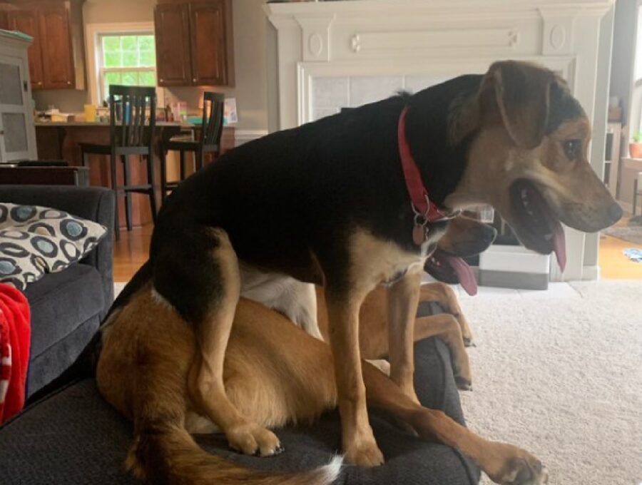 cagnolino seduto su altro cane