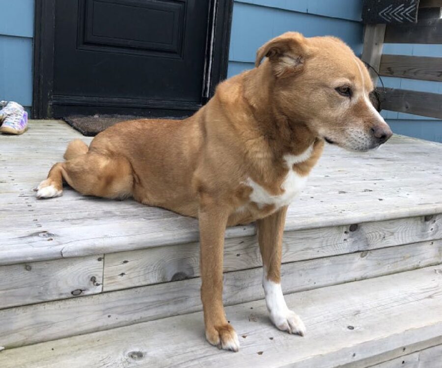 cane siede sulle scale bianche