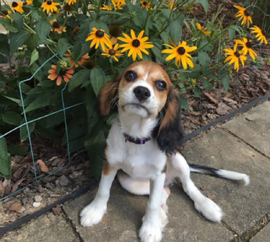 cagnolino davanti fiori 