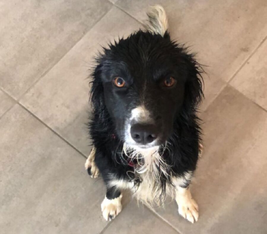 cagnolino seduto bagnato