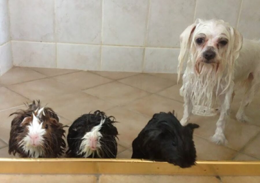 cagnolino con tre porcellini d'india