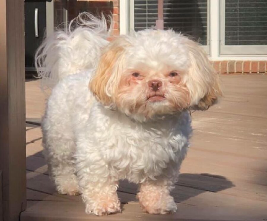 cagnolino piccolo pelo arricciato