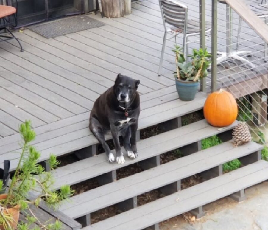 cane su scalini vicino zucca