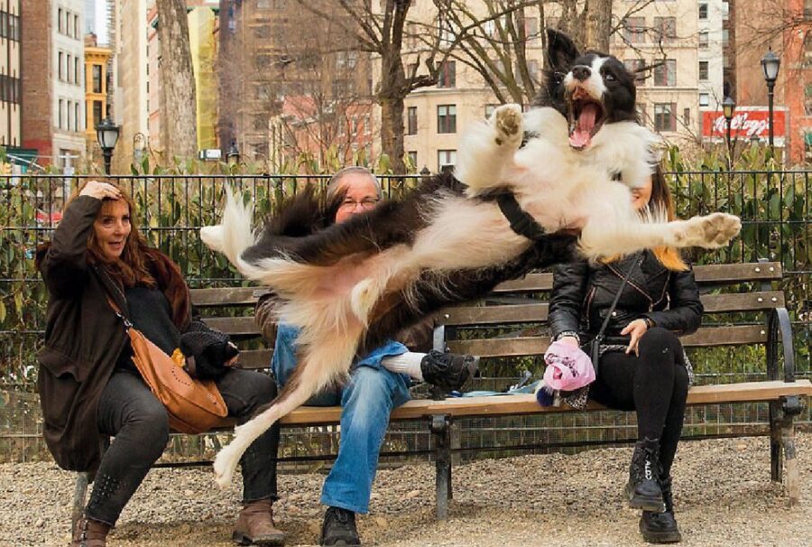 cane border collie salta