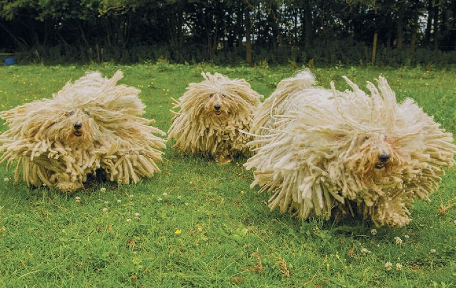 cani sembrano piccoli mocio