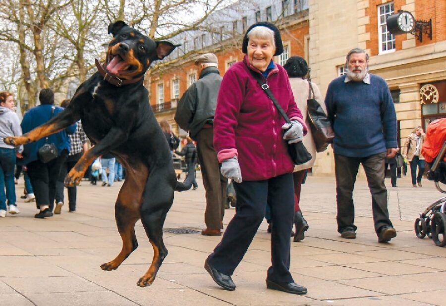 cane che salta sul marciapiede