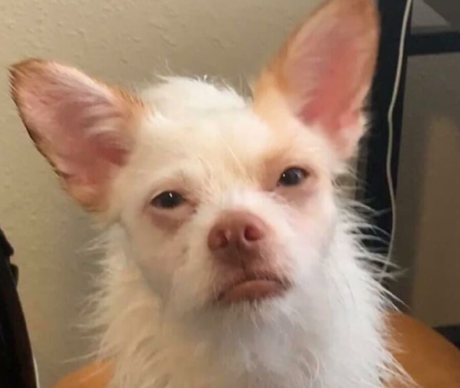 cagnolino pelo albino bianco