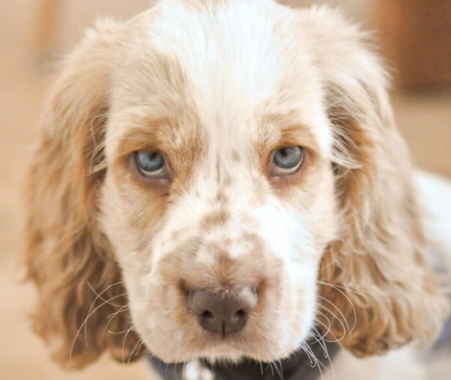 cagnolino collare nero