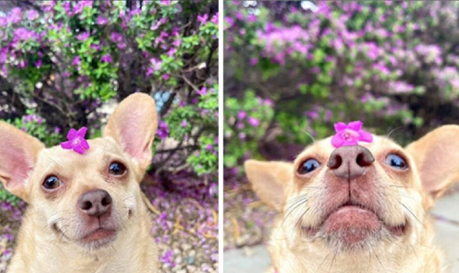 cucciolo di cane dietro fiori