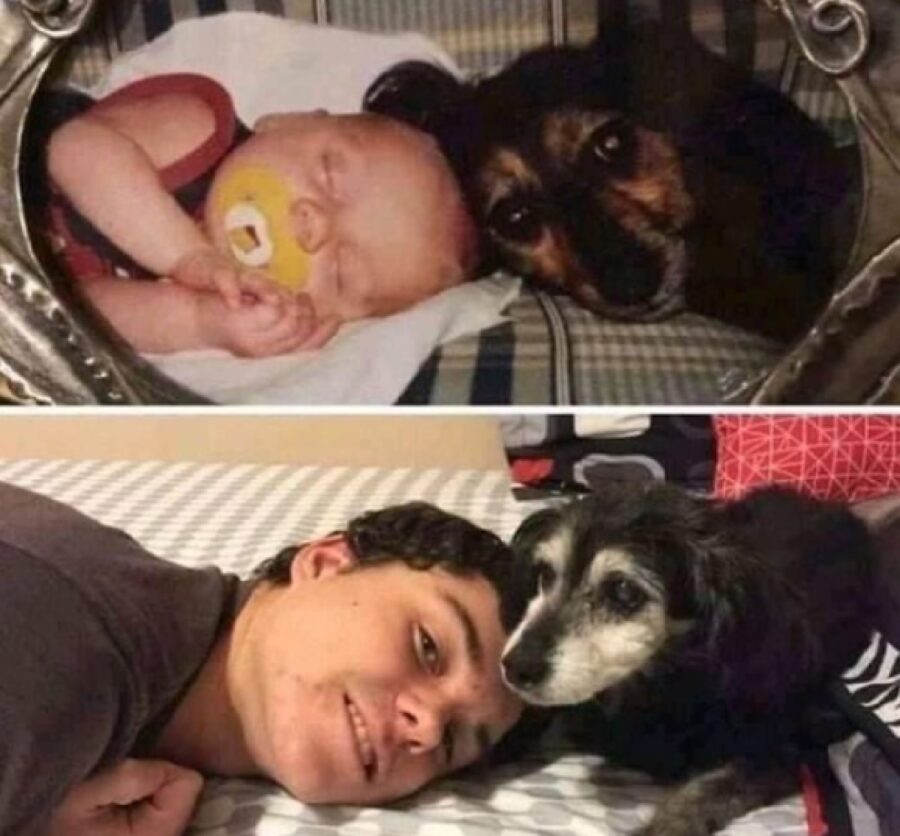 cane dorme al fianco umano