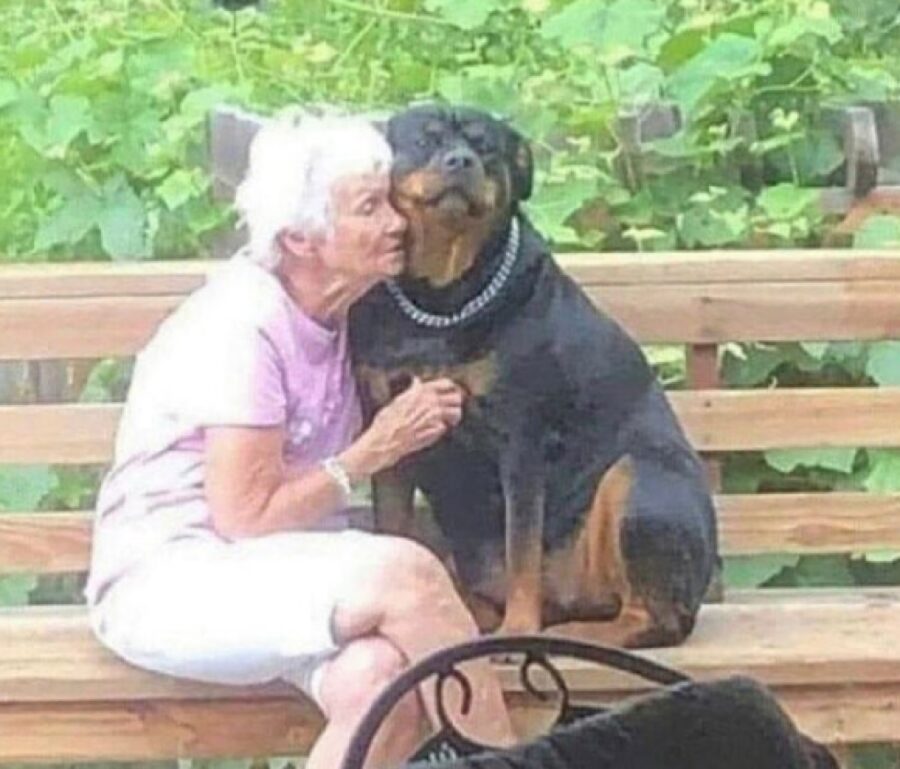 cane boxer insieme anziana