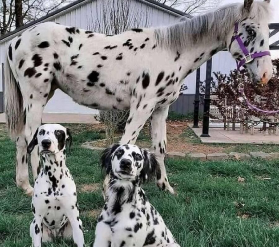 cani con cavallo bianco neri