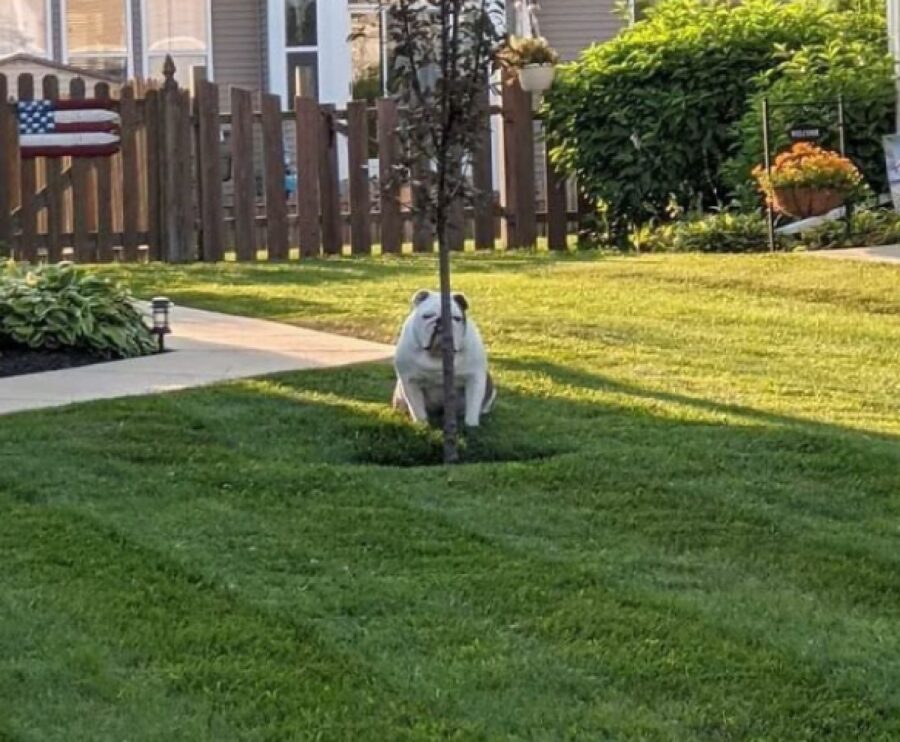 cane si nasconde dietro albero