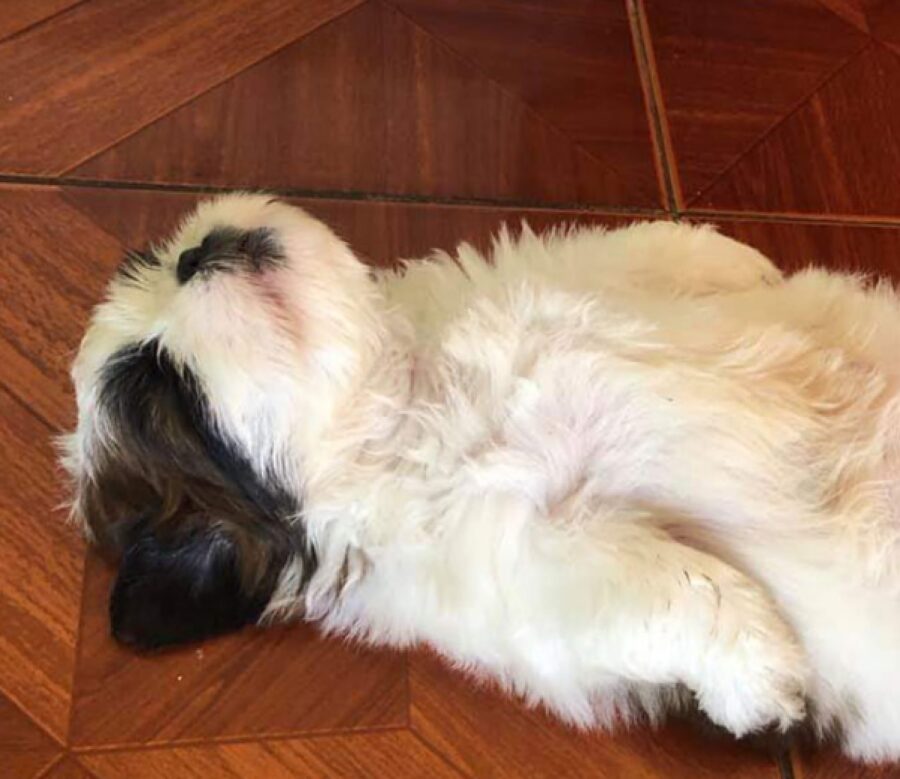 cagnolino dorme in posizione supina