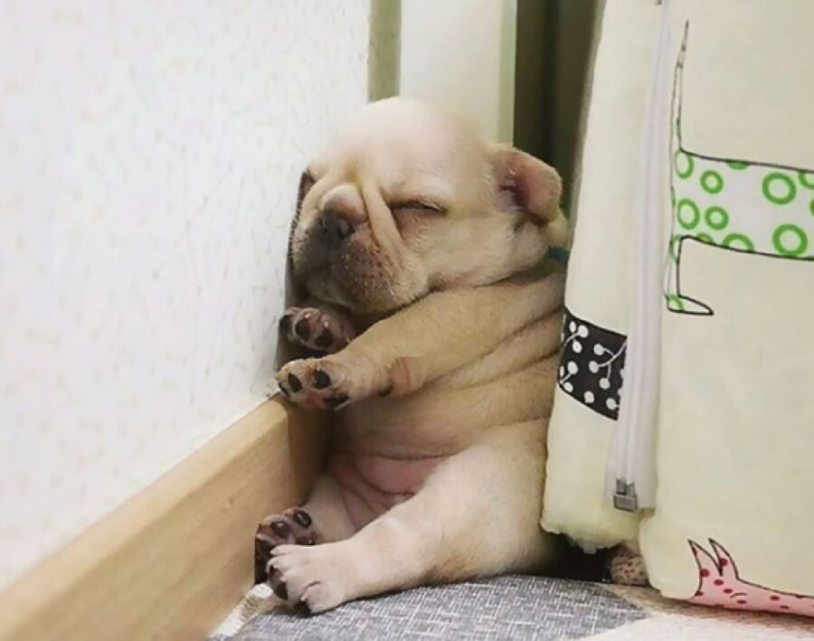 cane minuscolo dorme tra muro e frigo