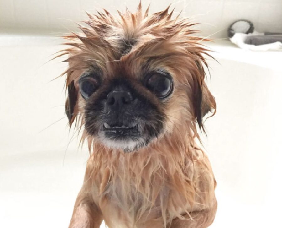 cagnolino occhi grandi bagnato